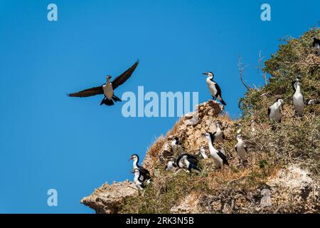 Cormorani pied australiani nel parco marino delle Isole Shoalwater Foto Stock