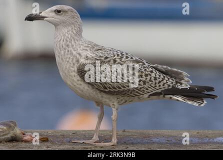 Jonge Grote Mantelmeeuw fouragerend in paradiso; giovani grande nero-backed Gull rovistando nel porto Foto Stock