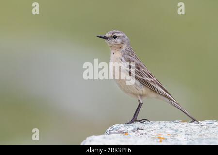 Adulto Pipit acqua (Anthus spinoletta blakistoni) in piedi su una roccia nelle montagne del Kazakistan. Foto Stock