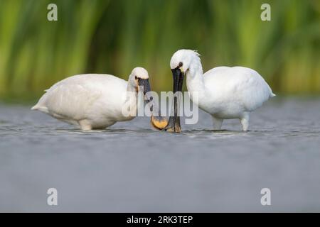 Eurasian Spoonbill (Platalea leucorodia), due immature in cerca di cibo in acqua, Campania, Italia Foto Stock