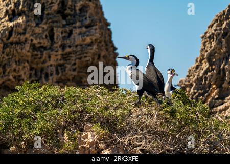 Cormorani pied australiani nel parco marino delle Isole Shoalwater Foto Stock