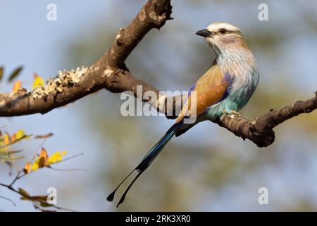 Rullo a coda di racchetta (Coracias spatulatus) arroccato su una filiale in Tanzania. Foto Stock