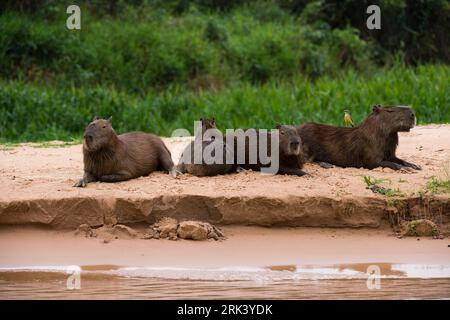 Un gruppo di Capybara, Hydrochaeris hydrochaeris, che riposa su una riva del fiume. Stato del Mato Grosso do sul, Brasile. Foto Stock