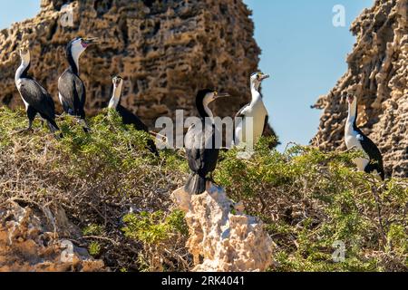 Cormorani pied australiani nel parco marino delle Isole Shoalwater Foto Stock