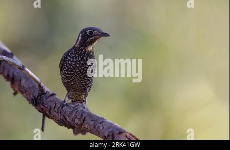 Adutl femmina di Rush di roccia con abbellimenti di castagno (Monticola rufiventris) arroccato a Doi Lang, Thailandia Foto Stock