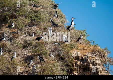 Cormorani pied australiani nel parco marino delle Isole Shoalwater Foto Stock