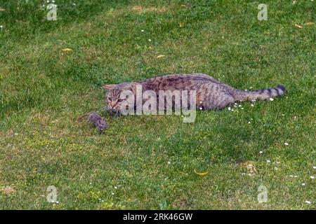 Gatto domestico (Felis sylvestris familiaris) a caccia di un topo domestico (Mus musculus domesticus) su un'erba di un giardino, Sterrebeek, Brabante, Belgio. Foto Stock