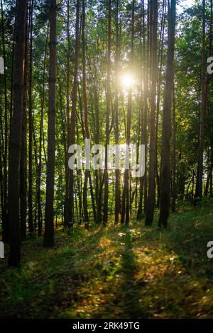 Una vista panoramica di una strada tortuosa attraverso una lussureggiante foresta, con il sole che si proietta tra gli alberi Foto Stock