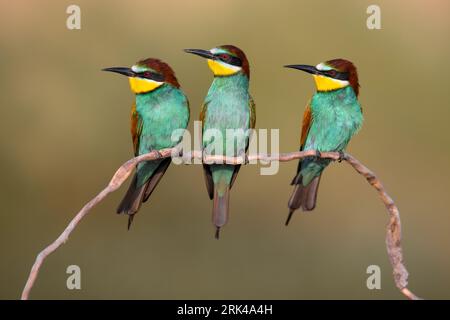 European Bee-eater, Merops apiaster, in Italy. Three bee-eaters together, sitting on a branch. Stock Photo