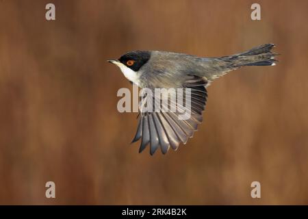 Guerriero sardo maschile (Sylvia melanocephala) in Italia. Foto Stock