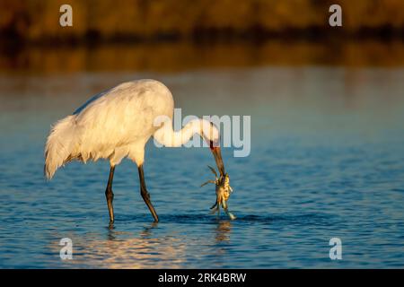 Gru Whooping adulti (Grus americana) durante l'inverno nella palude della contea di Aransas, Texas, Stati Uniti. Con un granchio nel becco. Foto Stock