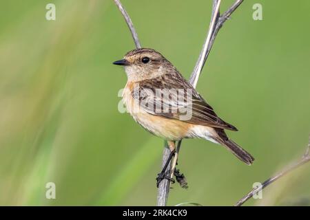 Stonechat siberiana (Saxicola maurus maurus), nota anche come Eastern Stonechat, arroccata su una filiale, Federazione Russa. Foto Stock