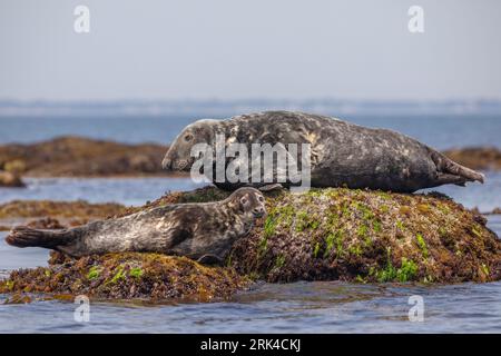 Two Grey seals (Halichoerus grypus), resting on a rock, with the sea, rocks and the sky as background Stock Photo