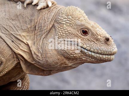 Santa Fe Iguana, Amblyrhynchus cristatus trillmichi, sulle isole Galapagos, Ecuador. Foto Stock