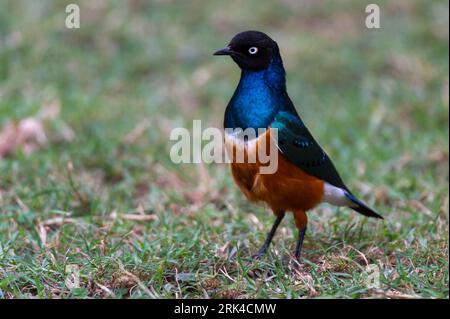 Ritratto di superba stella, superbus Lamprotornis. Kenya, Africa. Foto Stock