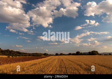 Questa foto panoramica mozzafiato cattura la bellezza di un tramonto estivo sui campi di cereali dorati di Soria, Spagna. Foto Stock