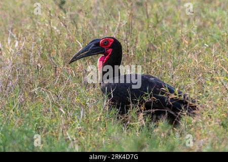 Una terra meridionale Hornbill, Bucorvus leadbeateri, caccia attraverso l'erba lunga. Voi, Tsavo, Kenya Foto Stock