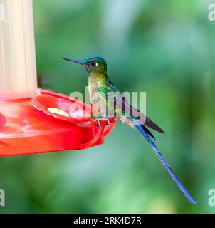 Sylph maschio a coda viola (Aglaiocercus coelestis coelestis) vicino a Mindo, versante ovest delle Ande in Ecuador. Appollaiato sull'alimentatore di colibrì. Foto Stock