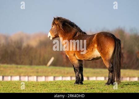 Un pony Exmoor selvaggio marrone si erge contro un cielo blu. In lontananza in una riserva naturale a Fochteloo, Paesi Bassi. Concentrazione selettiva, cibo Foto Stock