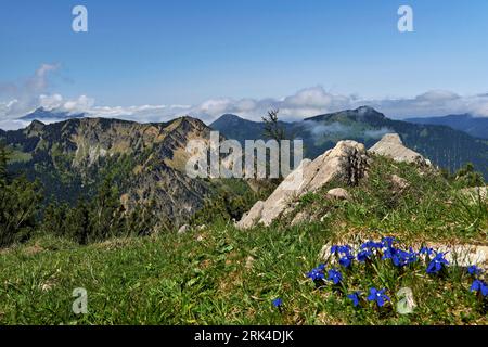 A stunning view of the Bavarian Alps with vibrant blue gentian flowers in the foreground Stock Photo