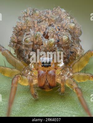 Ritratto di un ragno di lupo da giallo a marrone con bambini sull'addome in piedi su una foglia galleggiante in uno stagno (ragno di lontra pirata, piraticus) Foto Stock