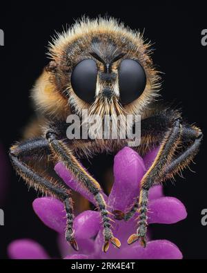 Ritratto di una rapina di Bumblebee con capelli bianchi sul viso, su sfondo rosa (Laphria flava) Foto Stock