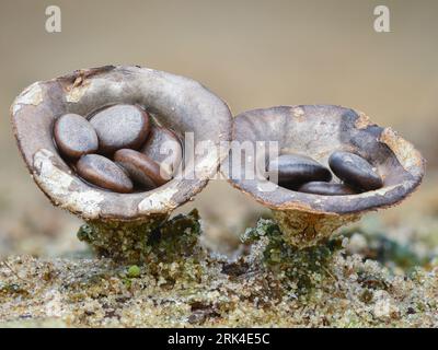 Primo piano di un fungo grigio che assomiglia a piccoli nidi di uccelli pieni di uova (fungo del nido di uccello da campo, Cyathus olla) Foto Stock