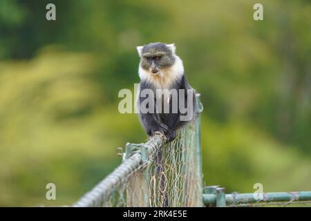 Capture the graceful presence of a Sykes' Monkey (Cercopithecus mitis albogularis), a subspecies of the Blue Monkey, as it sits perched on a fence. Stock Photo