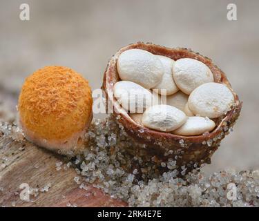 Primo piano di un fungo arancio che sembra un nido di uccelli riempito di uova bianche a forma di disco (fungo comune di nido di uccelli, Crucibulum laeve) Foto Stock