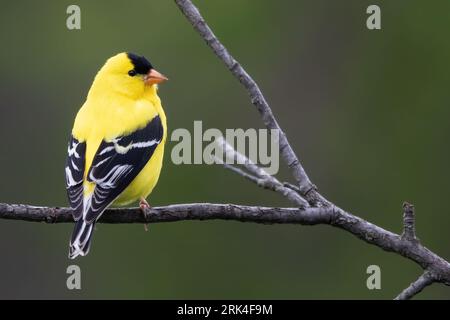 Americano Goldfinch (Spinus tristis) maschio arroccato su un ramo Foto Stock