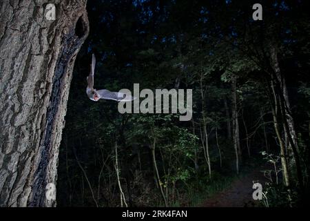 La mazza di Daubenton che lascia il roost Foto Stock
