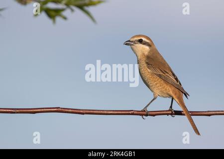 Brown, Shrike Lanius cristatus ssp. cristatus, Russia, femmina adulta Foto Stock