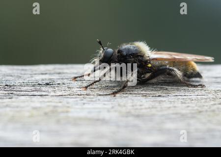 Laphria flava - Bumblebee Robberfly - Gelbe Raubfliege, Austria, imago Foto Stock