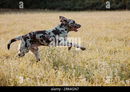 An adorable Catahoula Leopard Dog leaps into a lush, grassy meadow surrounded by tall trees Foto Stock
