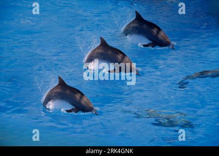 A row od three dolphins diving and doing tricks in an aquarium Stock Photo