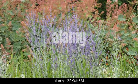 Primo piano dei fiori blu-violetto e delle foglie aromatiche grigio-verdi del perenne giardino sub-arbusto perovskia atriplicifolia piccola guglia salvia russa. Foto Stock