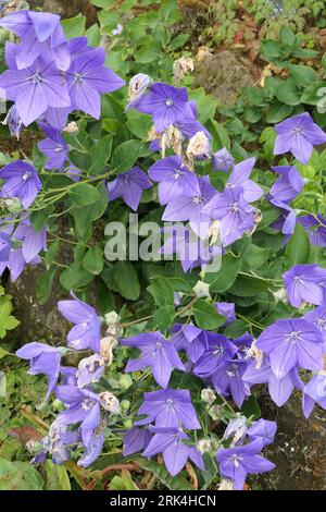 Closeup of  violet-blue bell-shaped flowers of the moist soil loving summer flowering herbaceous perennial garden plant platycodon grandiflorus zwerg. Stock Photo