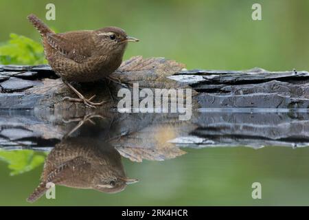 Winter Wren, Troglodytes troglodytes, nella piscina forestale nei Paesi Bassi. Foto Stock