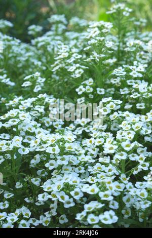 Lobularia maritima, Alyssum maritimum, sweet alyssum, sweet alison, growing in a garden, Szigethalom, Hungary Stock Photo