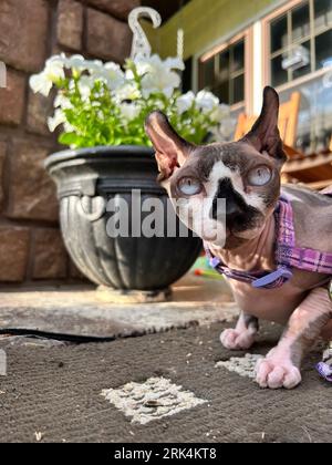 A close-up of a Sphynx cat lounging in a yard looking at the camera Stock Photo