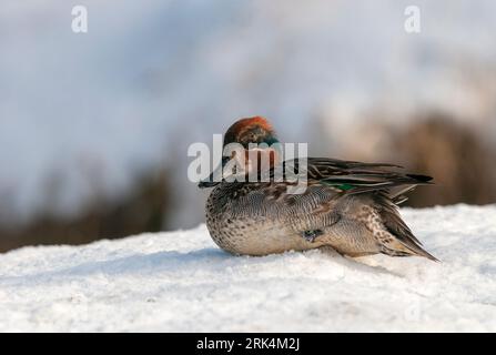 First-winter male Eurasian Teal (Anas crecca) resting on snow in Finland. Stock Photo