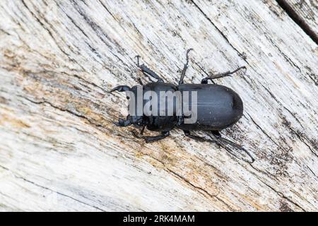 Scarabeo minore, Klein vliegend hert, Dorcus parallelipipedus Foto Stock