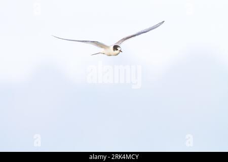 Noordse Stern, Arctic Tern, Sterna paradisaea giovanile davanti al volo Foto Stock