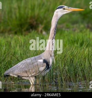 A majestic Great Blue Heron standing tall in a shallow pond, surrounded by lush green foliage. Stock Photo