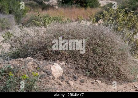 Ruvido cardo stellare, Centaurea aspera. Foto scattata a Carabassi Beach, provincia di Alicante, Spagna Foto Stock