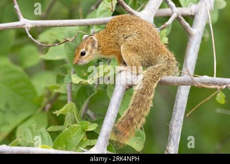 A Ruaha la popolazione dello scoiattolo costiero Striped Bush si sovrappone alla popolazione dello Smith's Bush Squirrel che preferisce i boschi più secchi. Foto Stock