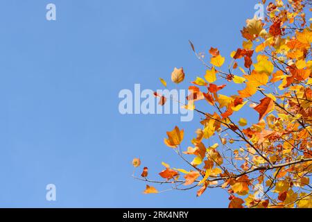 Sfondo con foglie autunnali di tulipano e cielo blu in formato orizzontale Foto Stock