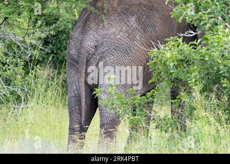 When walking in wildlife areas it is vital to be alert and ready for unexpected encounters. An elephant's senses of hearing and scent are acute. Stock Photo