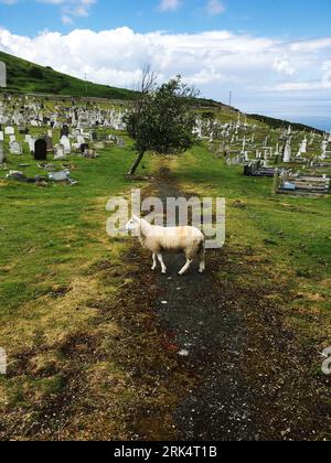 Spring lamb standing on a hill-side path, in the background is a tree & the church yard/grave year of St Tudno's, on the Great Orme, Llandudno, Wales. Stock Photo