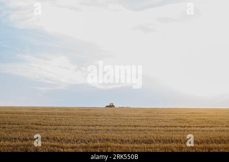 Un trattore moderno con un pesante erpice a disco trainato ara un campo di grano al tramonto. Foto Stock